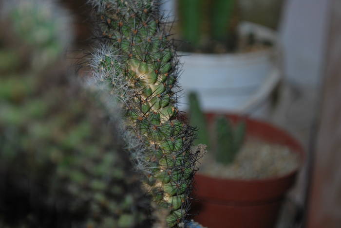 mamillaria elongata - Cactusii mei