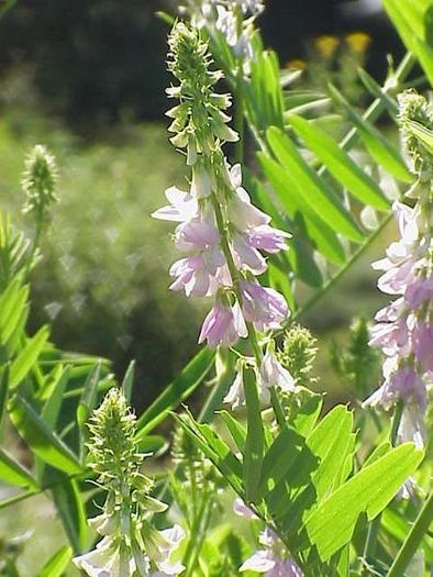 Galega officinalis - Plante toxice in hrana oilor si a caprelor