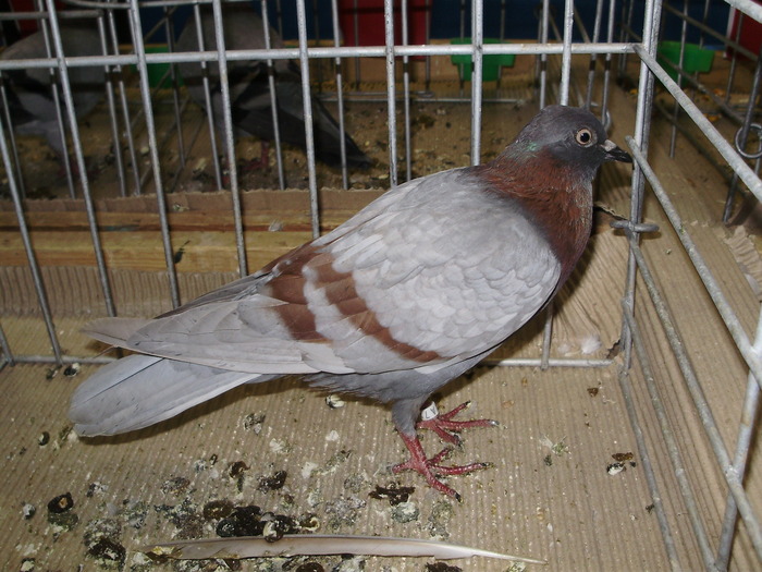 10636 wt 0 - 1507 partea 6a