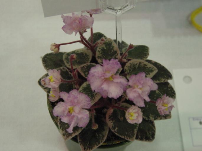 Fantasy_Bells_2005avsa - violete de pe net