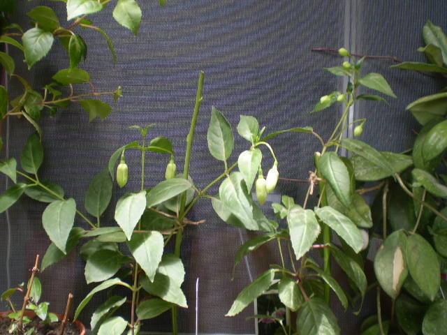 P6071820 - fucsia 2009-2010