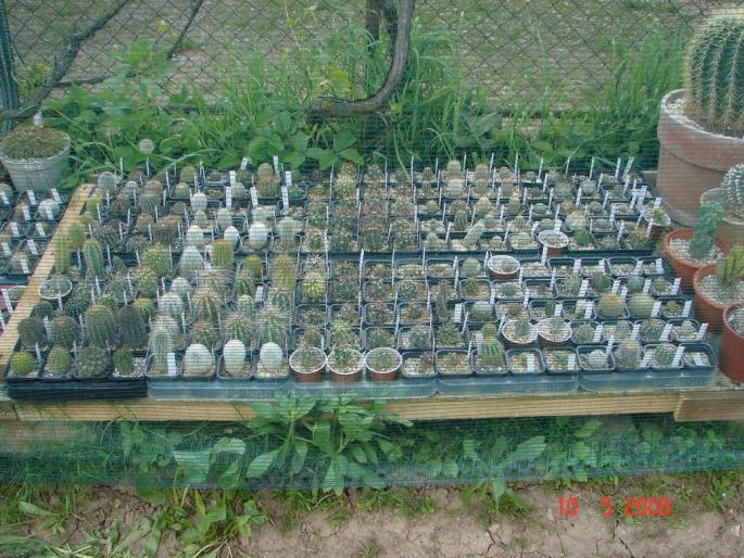 Grup plante