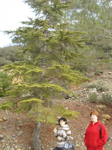 Picture 673; Muntii Troodos
