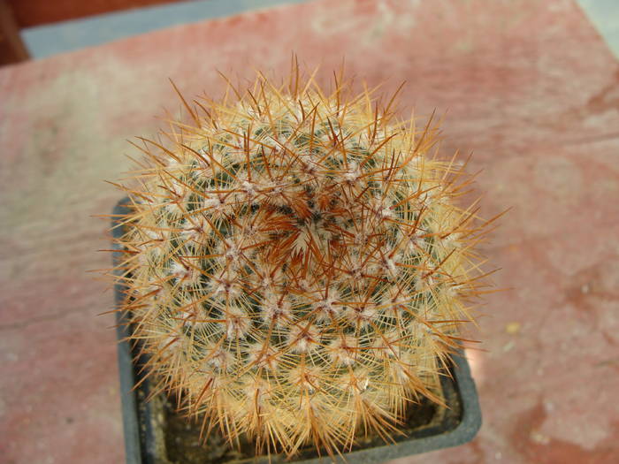 2. N. schlosseri - Notocactus-Parodia