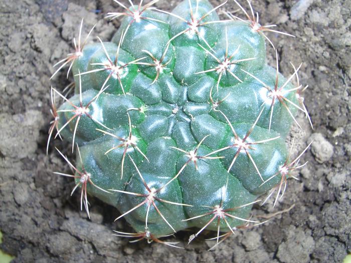 pui de cactus - Floricelele mele