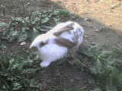 DSC01171 - iepuri comuni