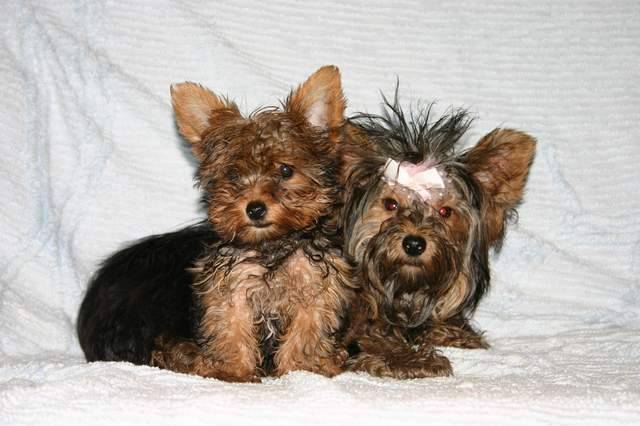 yorkshire - Yorkshire terrier