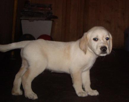 Labrador Retriever - Labrador Retriever