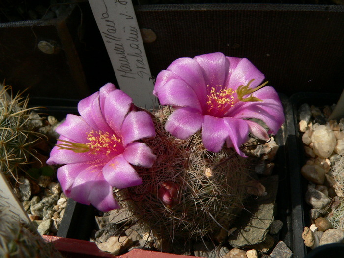 mammillaria_grahamii - genul Mammillaria