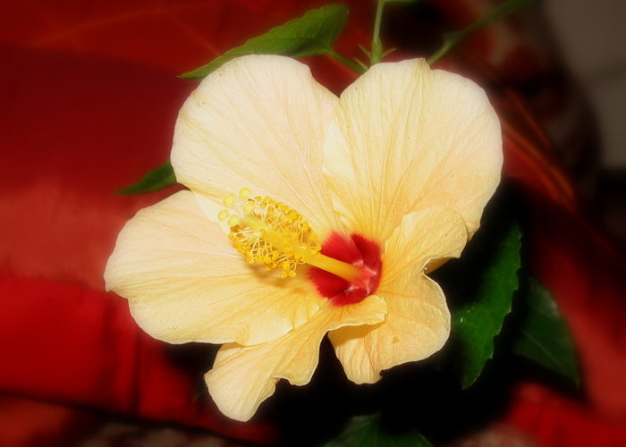 100_0009. - hibiscus