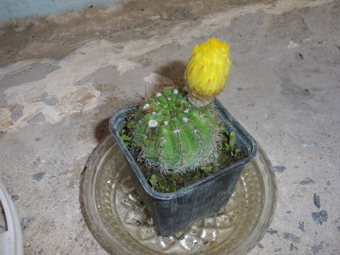 IMGP0496 - cactusi