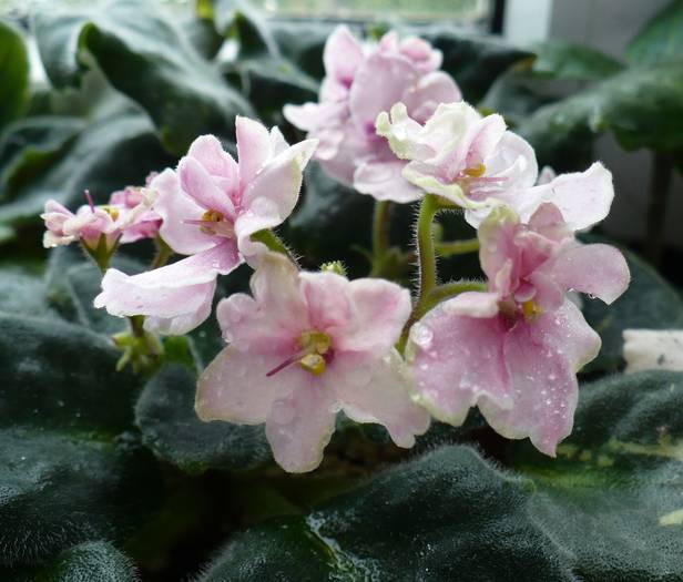 P1130629 - Saintpaulia - violete de camera