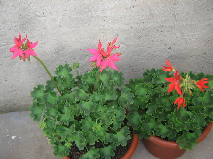 18 mai 068 - muscate 2009