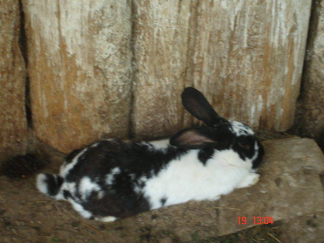 Sighisoara Aug.2006 190