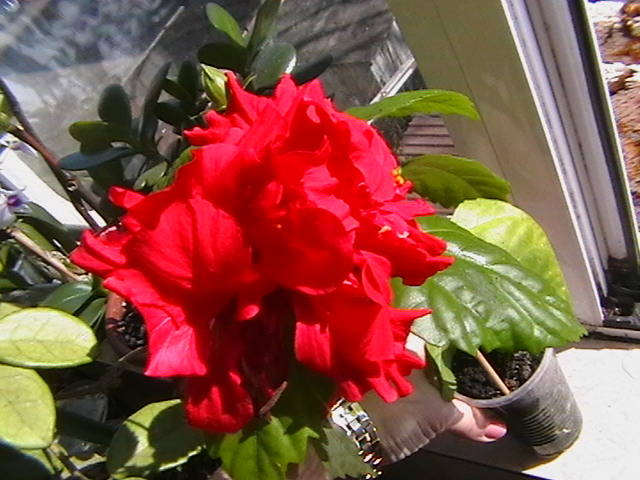 21.03 - hibiscus 2009