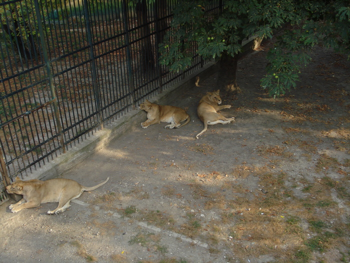 Picture 032 - zoo targoviste