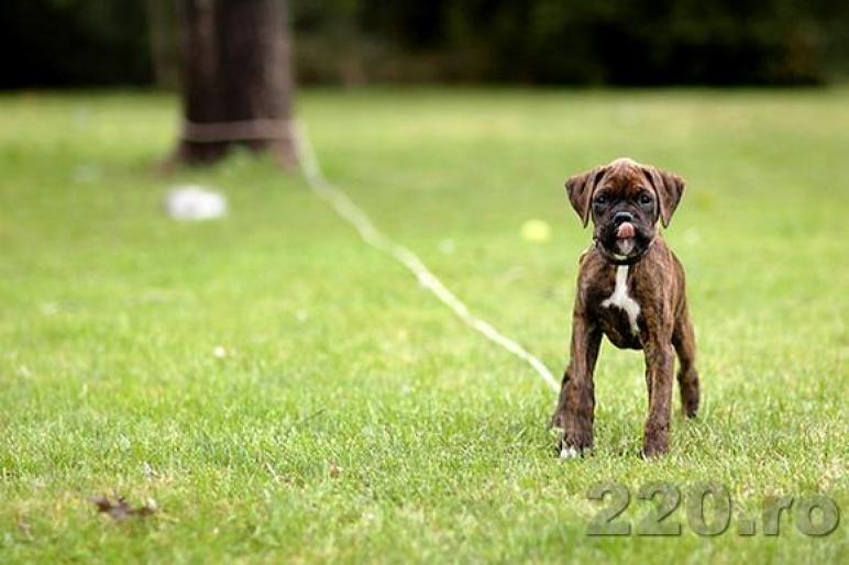 from_220_ro_16246 - animale si flori