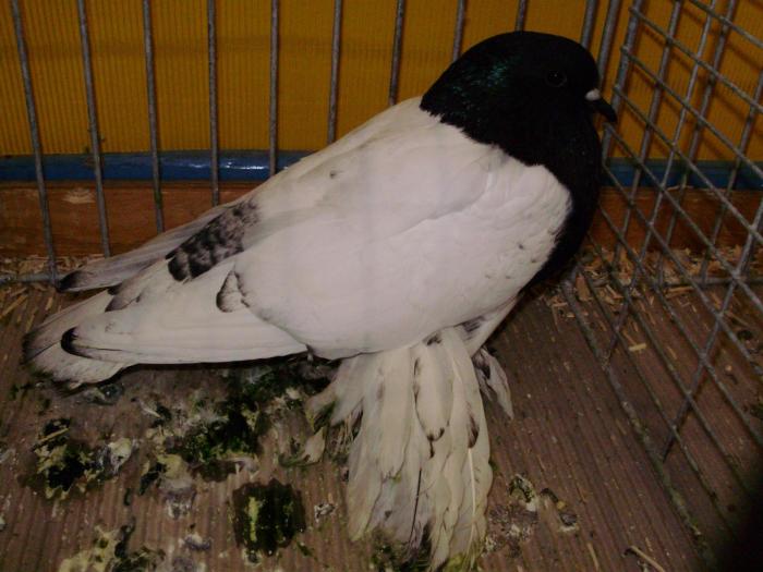 11447 sachsische bruster 1