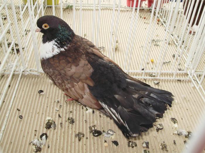 orbetean 4 - 1506 2 porumbei rz