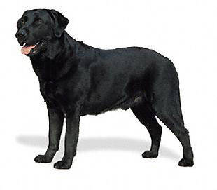 Labrador Retriver