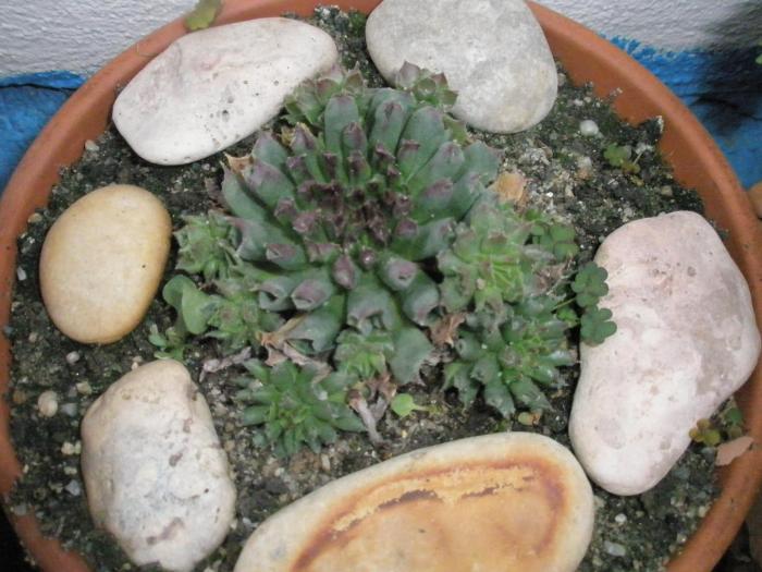 Sempervivum odytii ( Joita ) - plante de exterior - iarna 2008 - 2009