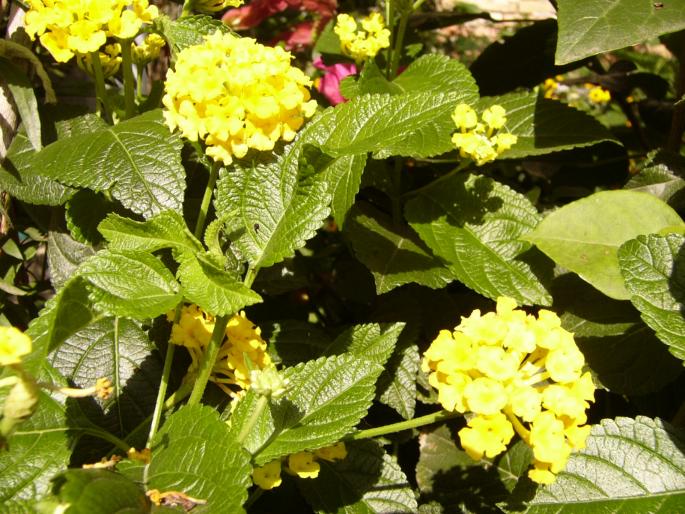 Lantana camara - Lantana Camara