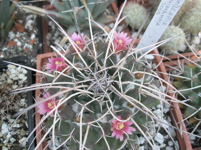 Mammillaria magnimamma - 15.05