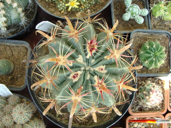Ferocactus latispinus - Ferocactus-Echinocactus