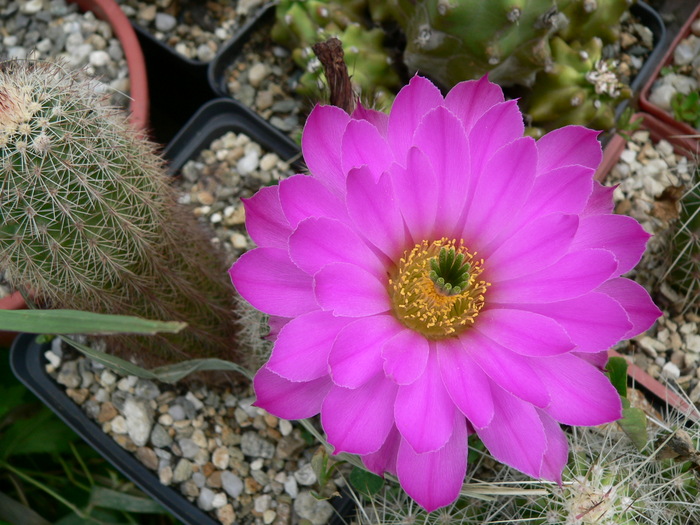 echinocereus_sciurus - genul Echinocereus