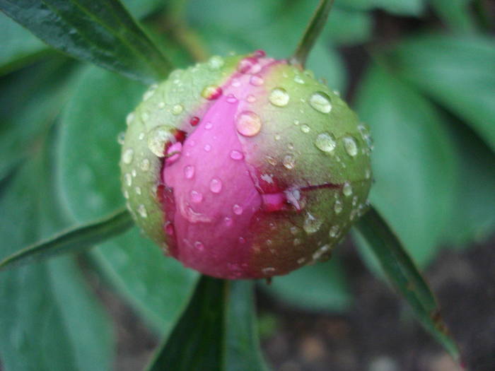 Common Garden Peony (2009, May 11) - BUJORI_Peony Paeonia