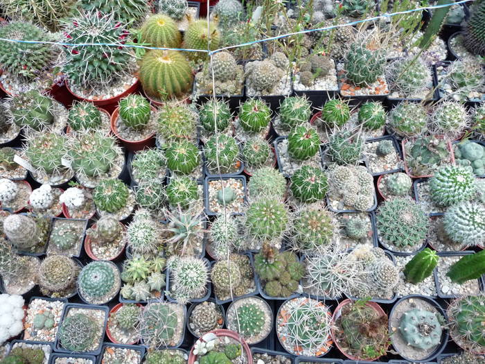 P1000262 - Cactusi