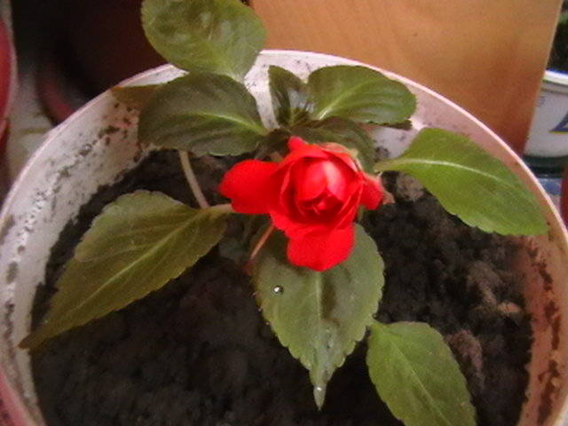 impatiens