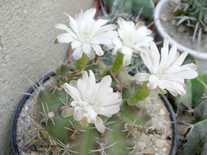 Gymnocalycium anisitsii - Gymnocalycium