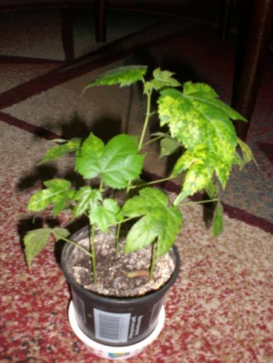 abutiloni inradacinati