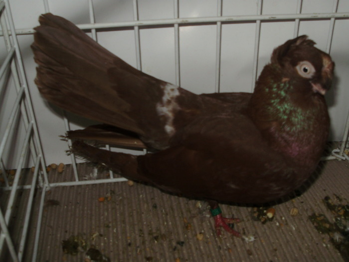 calarasi 4 - 1509 rom juc 1