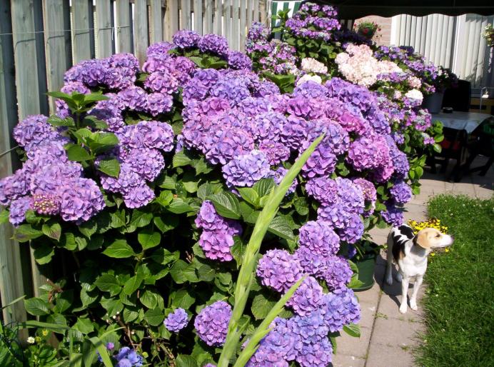 hortensia 7 iul 2007 (2