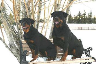 Rottweiler