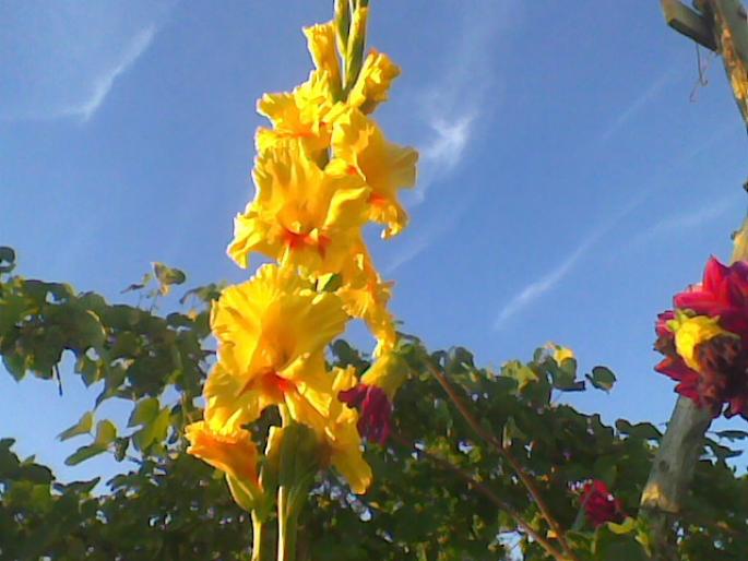 gladiola  - flori