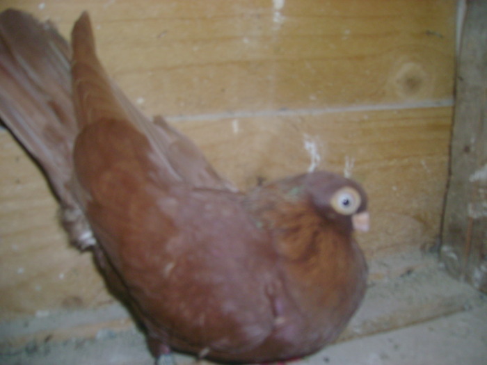 pozedecembrie 2009 122 - poze decembrie 2009