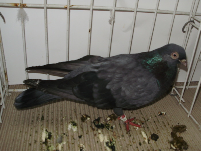 vanat bz 4 - 1509 rom juc 1