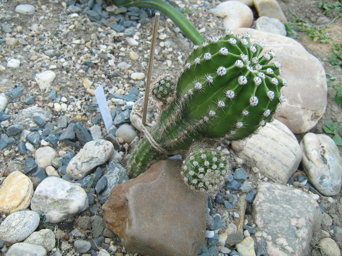 IMG_8174 - Cactusi la mosie 17 iunie 2009