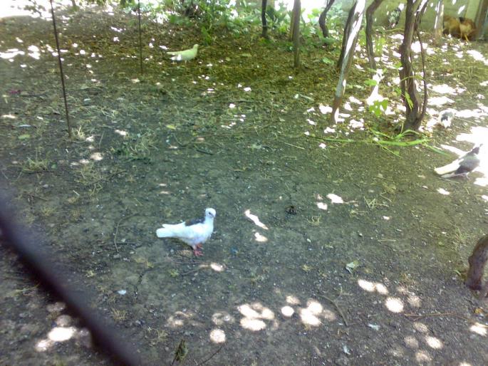 12072008607 - 1720 Gica Hanga