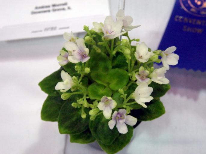 Optimara_Little_Crystal_2005avsa_2 - violete de pe net 1
