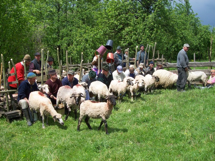 mulsul oilor; fiecare pacurar isi mulge oile, pentru a masura laptele si mai apoi se stabileste cat lapte va primi
