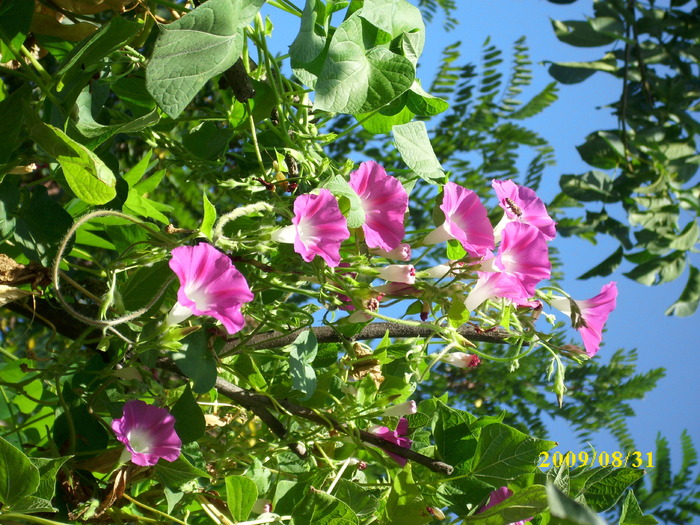 DSCI0608 - ipomoea-zorele