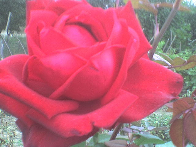 englezesc (2) - trandafiri