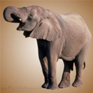 elefantul_african_i - elefanti