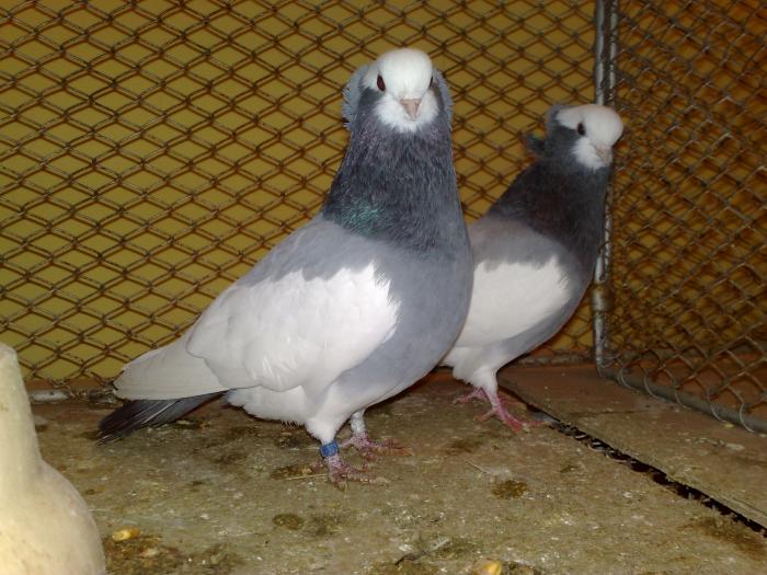 2009-02-15_14-49-46_150220091160