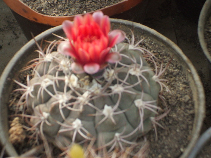 Gymnocalycium ferrari