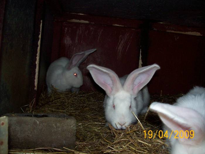 Picture 002 - poze iepuri aprilie 2009